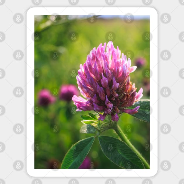 Petals in Sunlight Capture Red Clover's Elegance V1 Sticker by Family journey with God